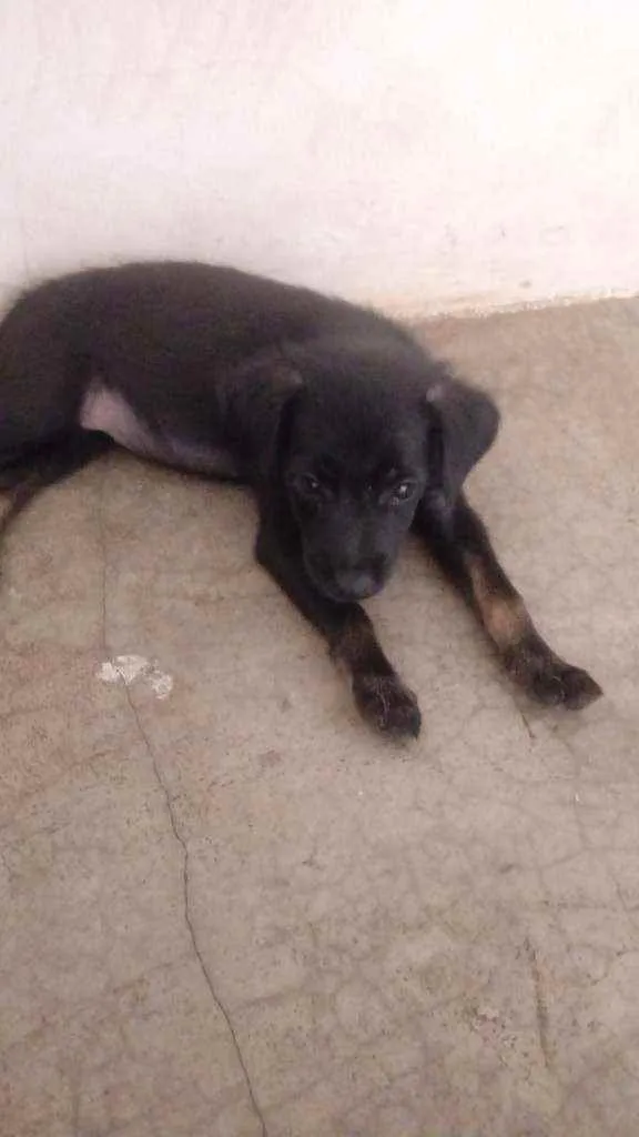 Cachorro ra a Vira lata idade 2 a 6 meses nome Penelope