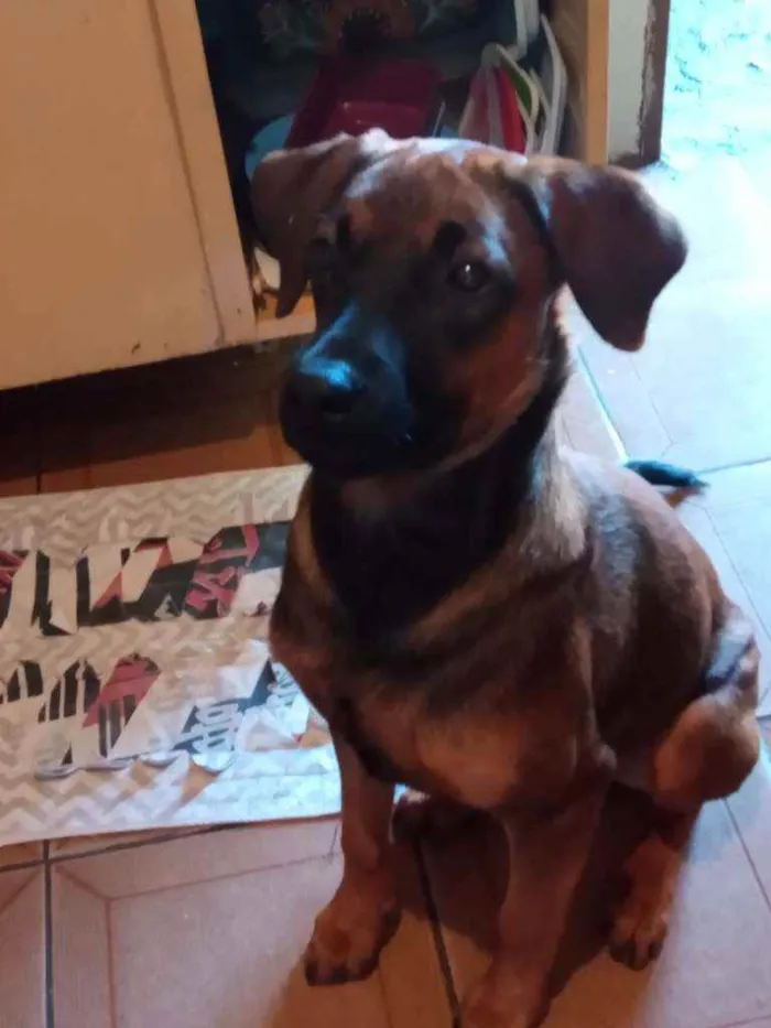 Cachorro ra a Labrador  idade 7 a 11 meses nome Thor 