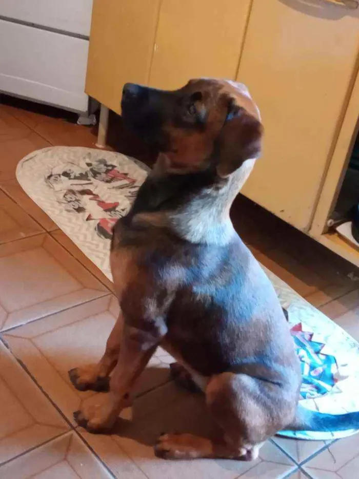 Cachorro ra a Labrador  idade 7 a 11 meses nome Thor 