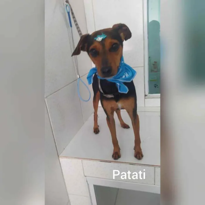 Cachorro raça  idade 1 ano nome Patati 