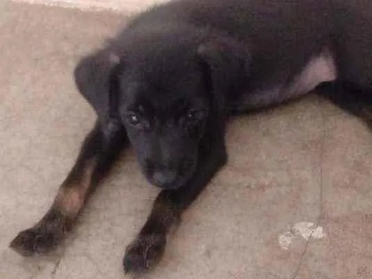 Cachorro ra a Vira lata idade 2 a 6 meses nome Penelope