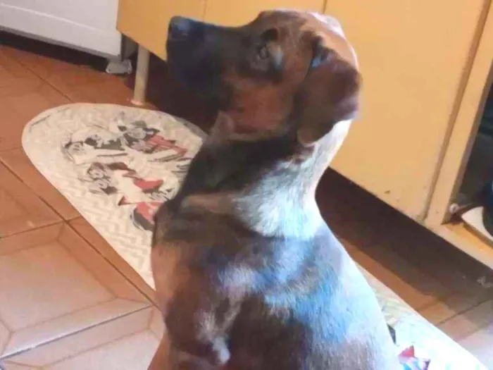 Cachorro ra a Labrador  idade 7 a 11 meses nome Thor 