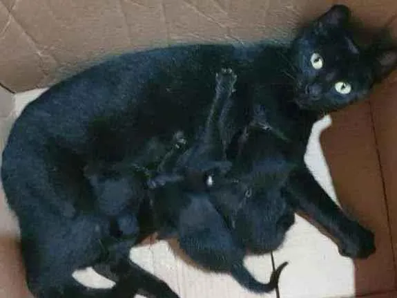 Gato raça  idade Abaixo de 2 meses nome Filhotes da nina 