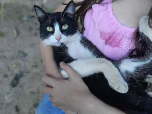 Gato raça  idade 7 a 11 meses nome Tom 