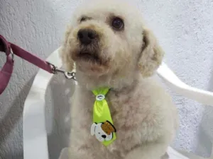 Cachorro raça  idade 6 ou mais anos nome Bartolomeu 