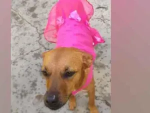 Cachorro raça  idade 3 anos nome Penélope 