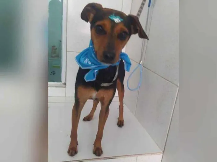 Cachorro raça  idade 1 ano nome Patati 