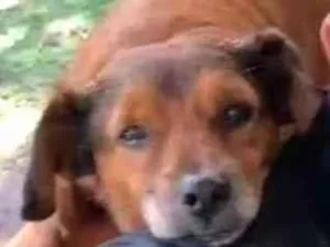 Cachorro raça  idade 5 anos nome Chaves 