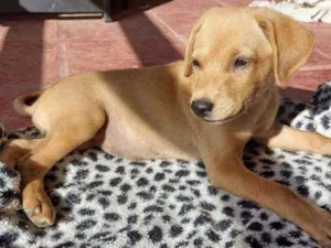 Cachorro raça Srd idade Abaixo de 2 meses nome Meg e Cherry
