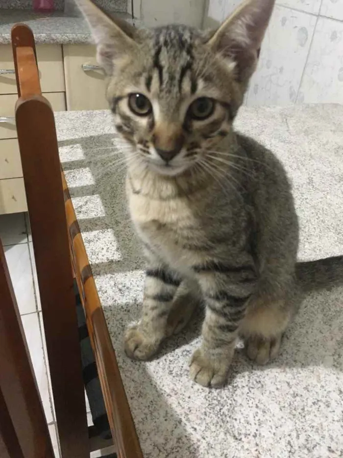 Gato ra a Indefinidos idade 2 a 6 meses nome Gatinhos