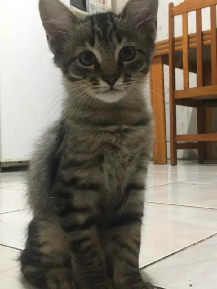 Gato ra a Indefinidos idade 2 a 6 meses nome Gatinhos