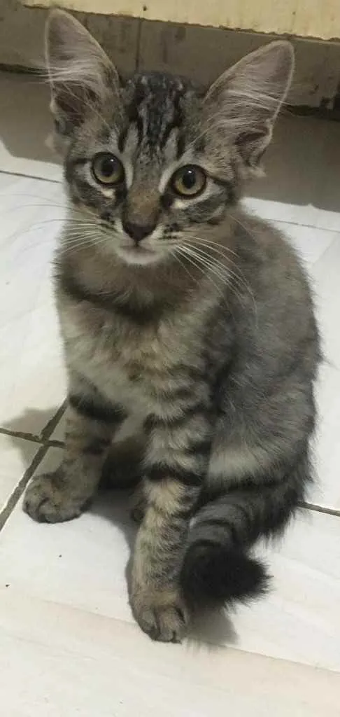 Gato ra a Indefinidos idade 2 a 6 meses nome Gatinhos