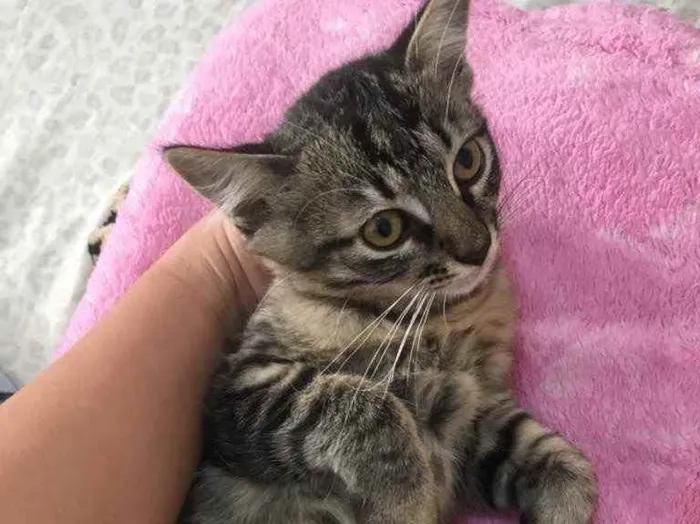 Gato ra a Indefinidos idade 2 a 6 meses nome Gatinhos