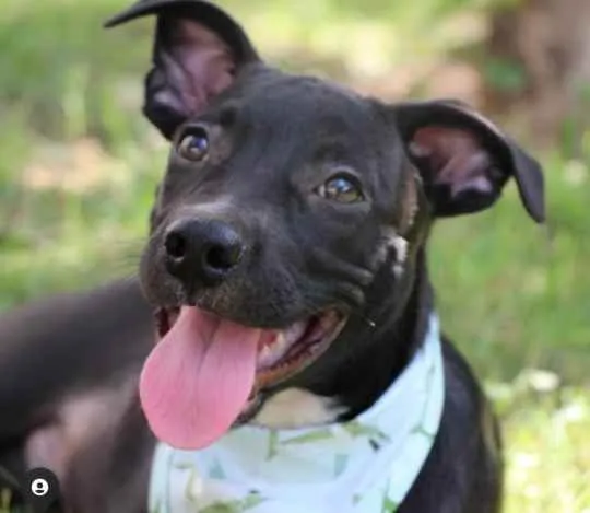 Cachorro raça  idade 2 a 6 meses nome Lucas 