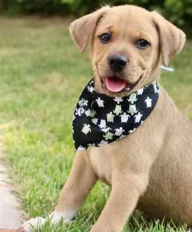 Cachorro raça  idade 2 a 6 meses nome Derek 