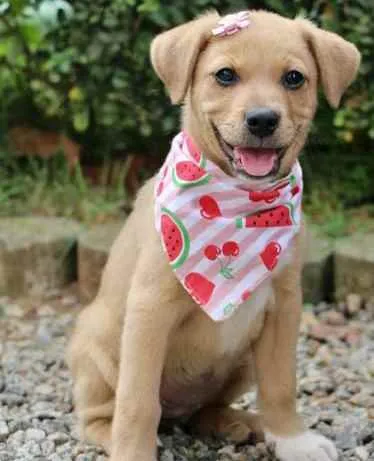 Cachorro raça  idade 2 a 6 meses nome Bailey 