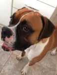 Darwin