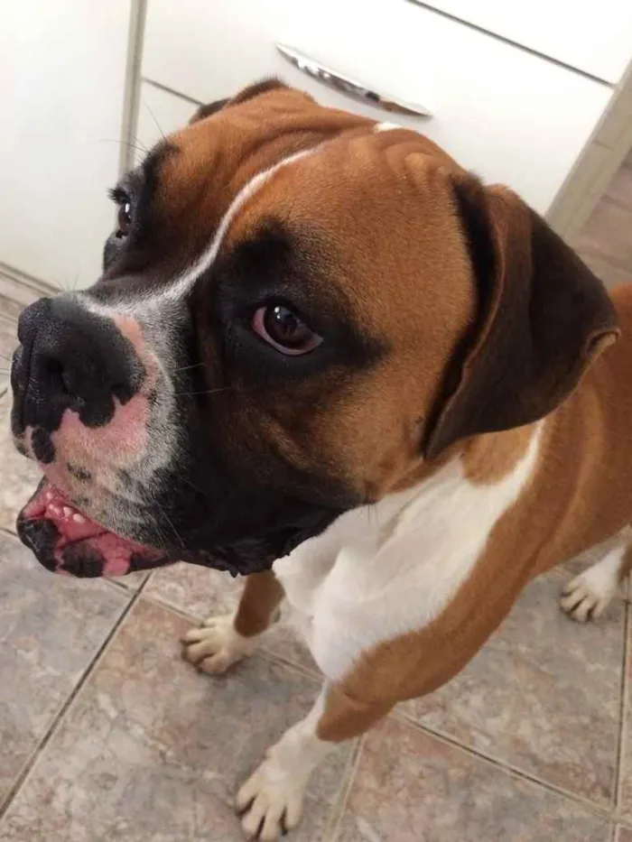 Cachorro ra a Boxer idade 3 anos nome Darwin
