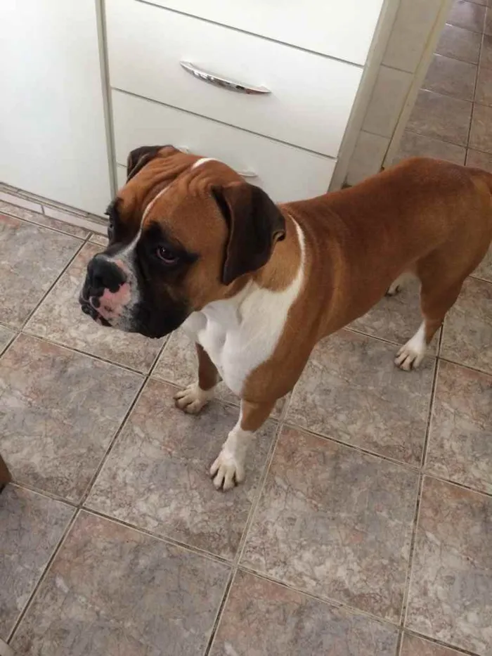 Cachorro ra a Boxer idade 3 anos nome Darwin
