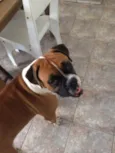 Darwin
