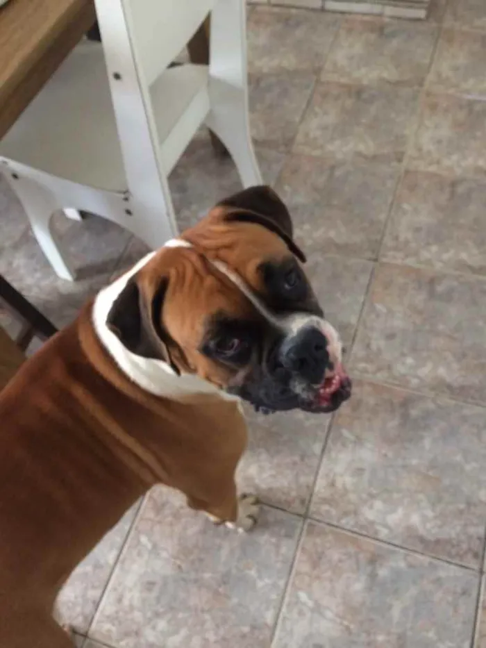 Cachorro ra a Boxer idade 3 anos nome Darwin