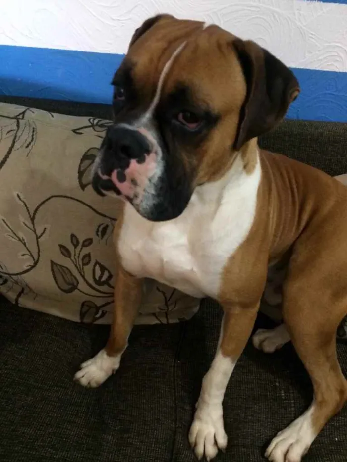 Cachorro ra a Boxer idade 3 anos nome Darwin