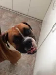 Darwin