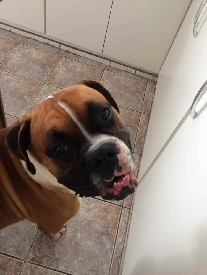 Cachorro ra a Boxer idade 3 anos nome Darwin