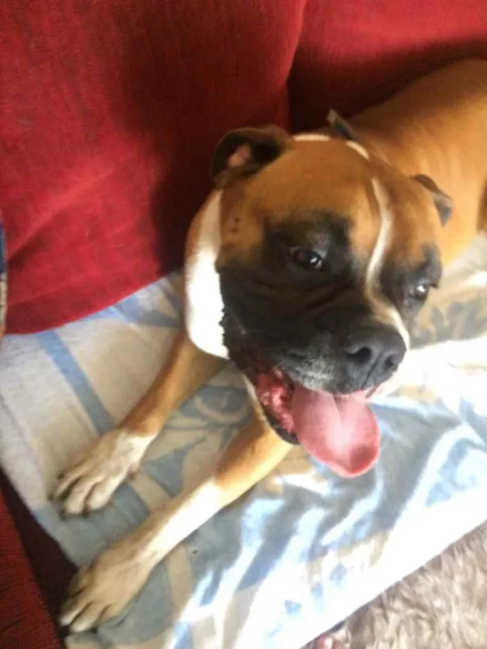 Cachorro ra a Boxer idade 3 anos nome Darwin