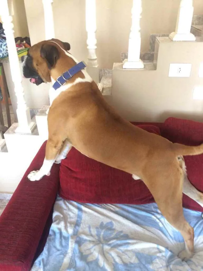 Cachorro ra a Boxer idade 3 anos nome Darwin