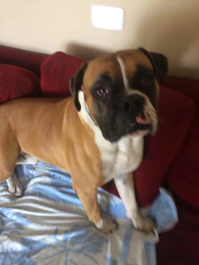 Cachorro ra a Boxer idade 3 anos nome Darwin