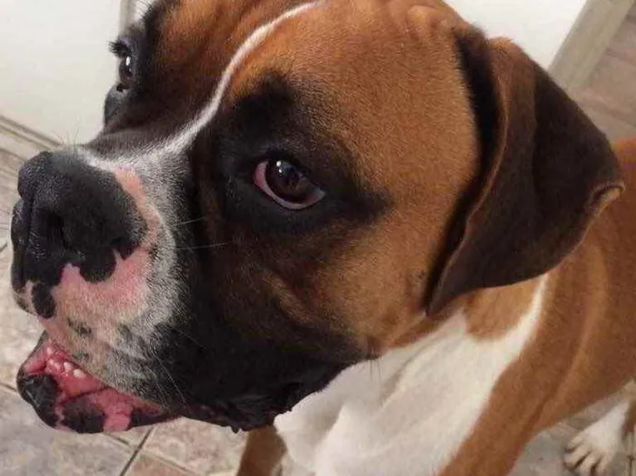 Cachorro ra a Boxer idade 3 anos nome Darwin