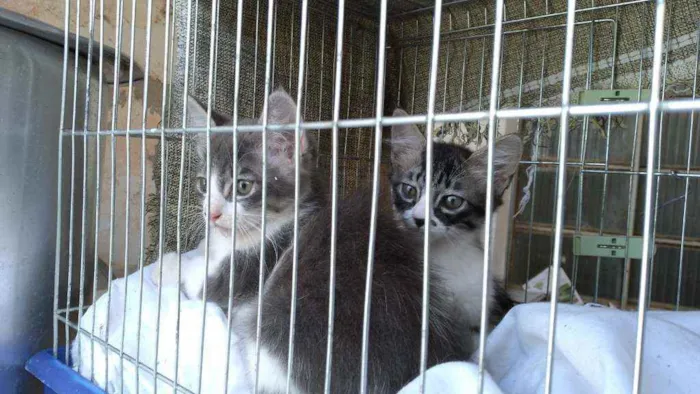 Gato ra a Não sei a raça  idade 2 a 6 meses nome Sem Nome