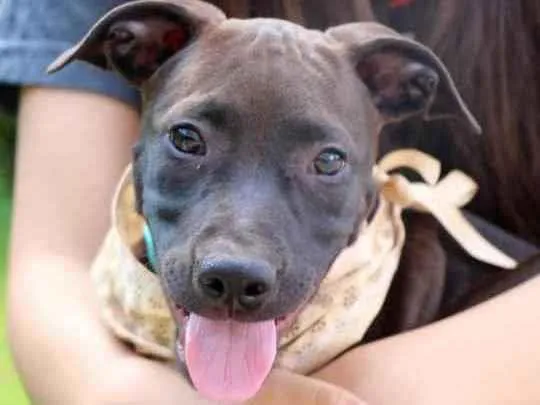 Cachorro raça  idade 2 a 6 meses nome João 