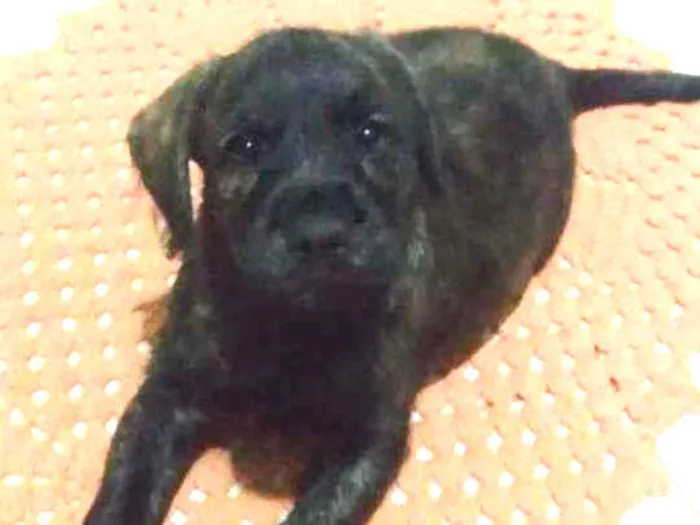 Cachorro ra a Vira latas, poodle + labrador idade Abaixo de 2 meses nome Sem nome