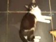 Gaya