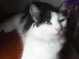 Milly