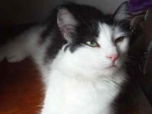 Gato ra a Srd  idade 7 a 11 meses nome Milly
