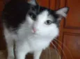 Milly