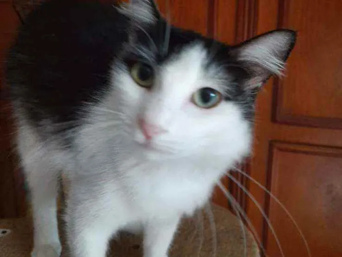 Gato ra a Srd  idade 7 a 11 meses nome Milly