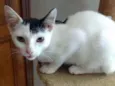 Franjinha