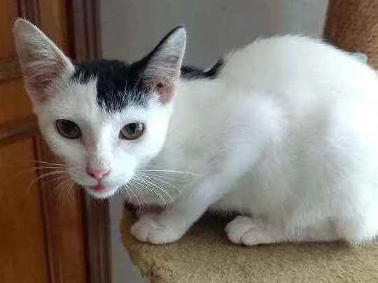 Gato ra a Srd  idade 1 ano nome Franjinha