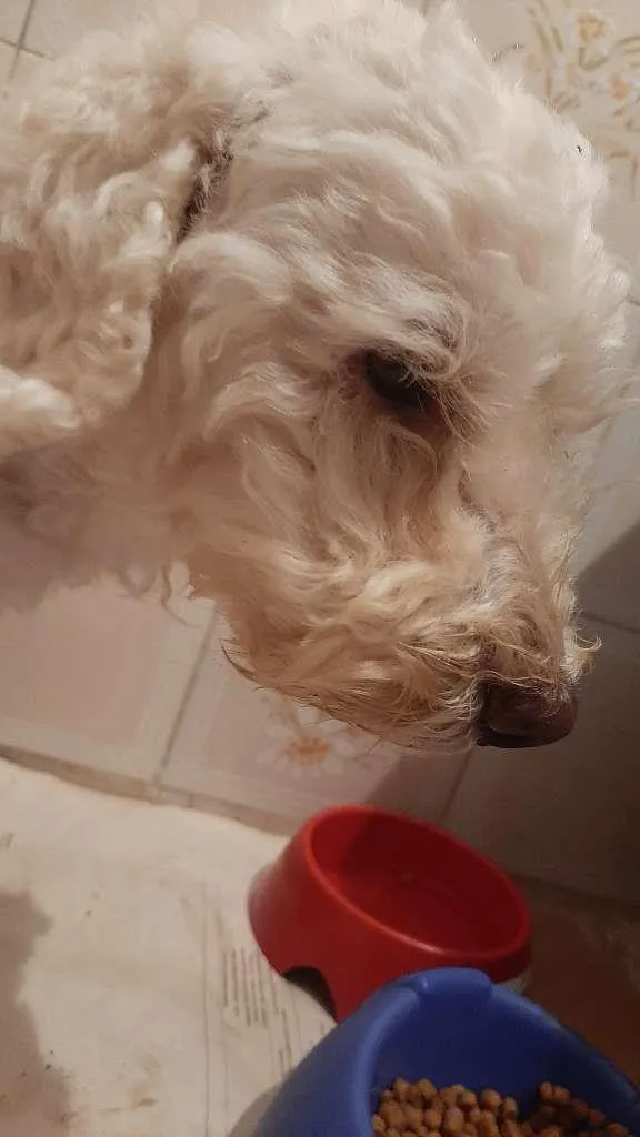 Cachorro ra a POODLE  idade 2 anos nome Odim ou Bob