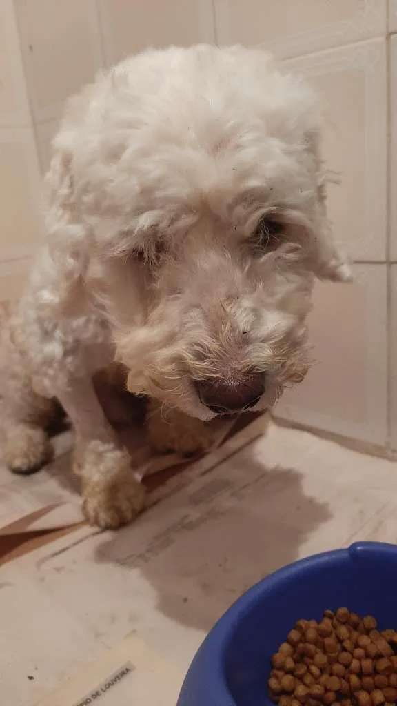 Cachorro ra a POODLE  idade 2 anos nome Odim ou Bob