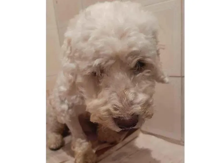 Cachorro ra a POODLE  idade 2 anos nome Odim ou Bob
