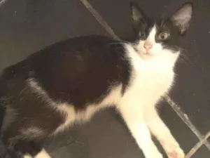 Gato raça Srd idade 7 a 11 meses nome Gaya