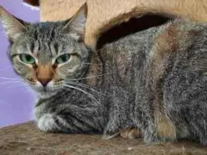 Gato raça Srd  idade 1 ano nome Thifany