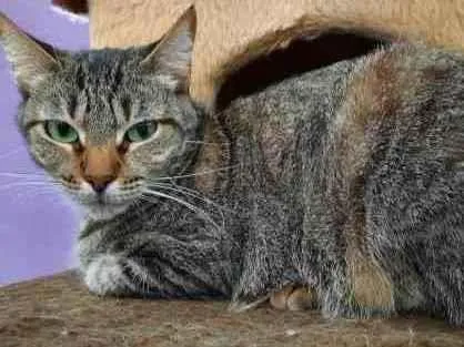 Gato ra a Srd  idade 1 ano nome Thifany