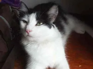 Gato raça Srd  idade 7 a 11 meses nome Milly
