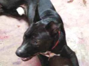 Cachorro raça Pitbull com viralata idade 3 anos nome Akuiris